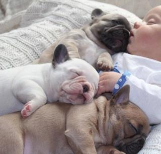 Französische Bulldogge Welpen mit Papiere