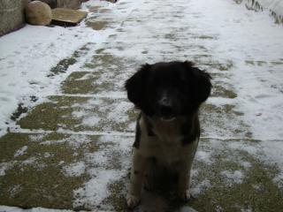 Jack Russell Mix abzugeben