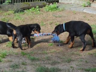 Qualität Dobermann Welpen mit FCI-Stammbaum