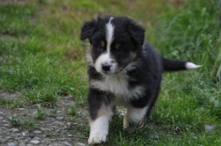 Zuckersüße Miniature Australian Shepherd Welpen.