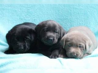 Zuckersüße Labrador welpen