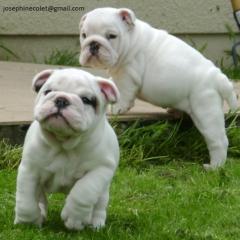 English Bulldog Welpen