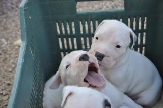 Dogo Argentino Welpen-100 argentinisches Blut FCI Papiere.