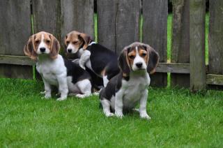 Wunderschöne Beaglewelpen suchen ein Körbchen auf Lebenszeit