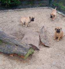 Bullmastiff Welpen mit Papieren suchen tolles Zuhause.