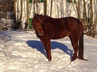 Bildhübsche Quarter Horse Stute mit excellenter Abstammung