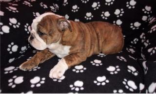 Wunderschöne Bulldogge Welpen mit Papieren