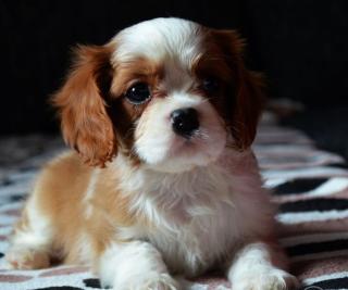 Mini supersüße Cavalier-King-Charles Spaniel Welpen