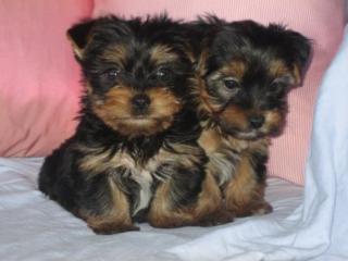 100 Reinrassige Yorkshire Terrier Welpen