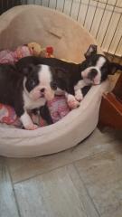 Typvolle Boston Terrier Welpen mit FCI Papieren