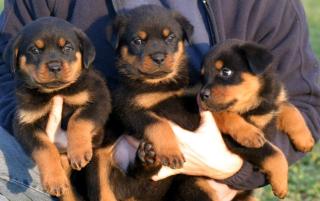 Rottweiler Welpen 12 Wochen alten whatsapp 4915145672158