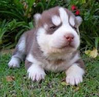 Siberian Husky Puppies For Sale .