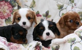 Cavalier King Charles Spaniel VDH/ FCI whatsapp 4915145672158