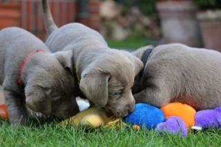 Labrador Welpen in schoko chocolate braun kinderlieb und verspielt