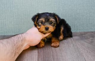 Schöne mini Yorkshire Terrier Welpen