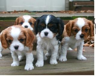 Reinrassiger Cavalier-King-Charles Spaniel Welpe abzugeben