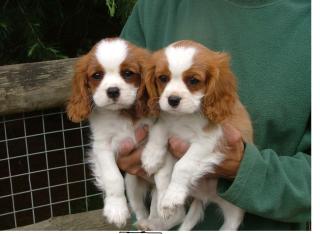 Cavalier-King-Charles Spaniel Welpen sehr Kinderlieb und verspielt