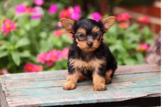 Yorkshire Terrier Welpen mit Papieren