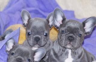 Französische Bulldoggen Welpen in Blau und Blaufawn whatsapp 4915145672158