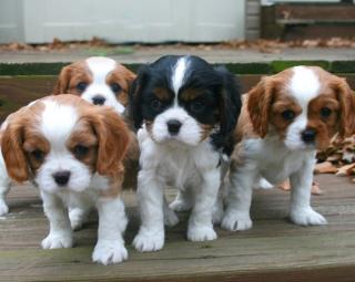 Cavalier-King-Charles-SpanielHallo, wir sind Whatsapp 4915145672158