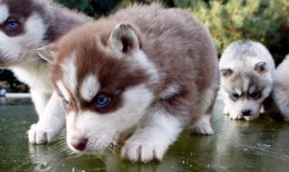 Unsere Siberian Husky Welpen mit VDH/DCNH/FCI-Papieren