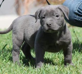 Super Süßer Pit bull Welpe mit Papieren