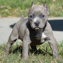 Reinrassige American Pitbull Terrier Blue-Line mit VDH Papieren