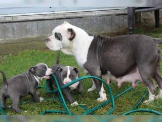 Reinrassige American Pitbull Blueliner Welpen.