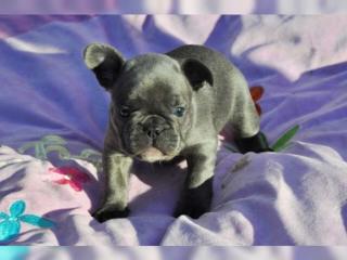 Französische Bulldogge Welpen mit papieren