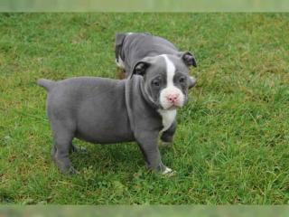 Pitbull Blueline welpen 12 Wochen alt