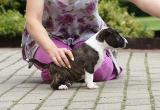 Miniature Bull-Terrier Welpen zu verkaufen