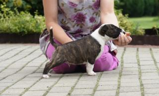 Wunderschönen Reinrassiges Miniature Bull-Terrier-Welpen sucht neue Familie,