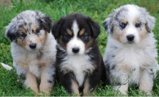 Australian Shepherd Welpen zu verkaufen WhatsApp 004915145672158