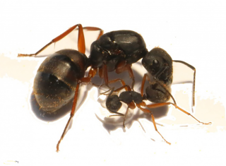 Camponotus Brasiliensis