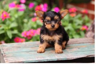 Liebevolles Yorkshire Terrier Welpen mit Papieren