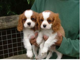 Cavalier-King-Charles Spaniel welpen zu verkaufen