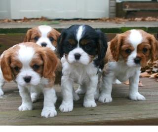 Reizende Cavalier-King-Charles Spaniel Welpen aus VDH-Zucht