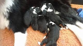 Süße Border Collie Welpen o. P.