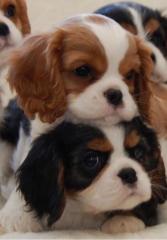 Cavalier King Charles SpanielSuper süße Welpe Whatsapp 4915145672158