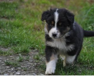 Zuckersüße Miniature Australian Shepherd Welpen. Whatsapp 4915145672158