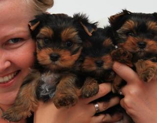 Yorkshire Terrier Welpen Whatsapp 4915145672158