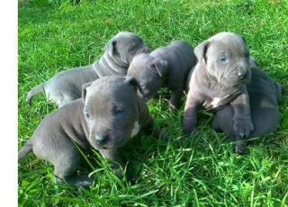 Reinrassige American Pitbull Blueliner Welpen. Whatsapp 4915145672158