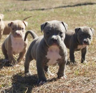 Super Süßer Pit bull Welpe mit Papieren