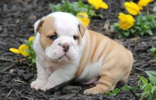 Englische Bulldogge, Eb Welpe, Englishe Bulldogge Welpen