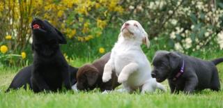 Bildschöne Labrador Welpen mit Papieren bereit.