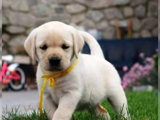 Abgabebereit Labrador Welpen mit Papieren