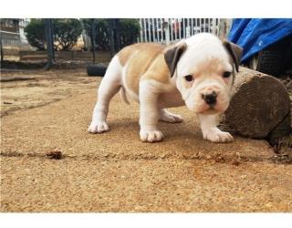 American Bulldog Puppy23