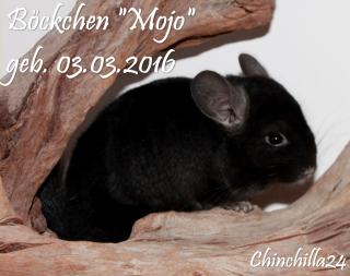 Chinchilla Jungtiere und Ältere in verschiedenen Farben suchen DICH