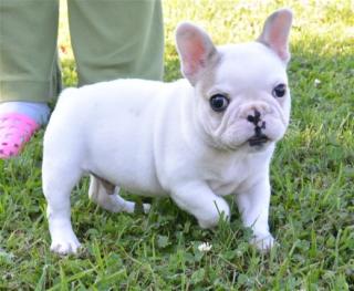 Bulldogge . Französische