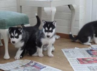 Wunderschöne reinrassige Siberian Husky Welpen zu verkaufen